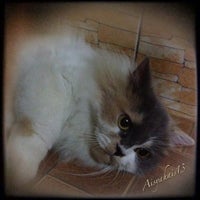 Photo taken at Sweetie Pet Shop by Aisyahais13 on 8/10/2012