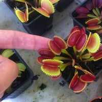 Photo taken at Venus Fly Trap by Mariano G. on 2/16/2012
