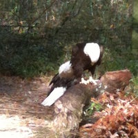 Image added by Valerie S at Bald Eagle Exhibit @ Brookgreen Garden Zoo