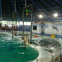Photo taken at Dolphin show,Gelanggang Samudera Taman Impian Jaya Ancol by zailine on 5/18/2012