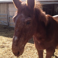 3/11/2012にMichal P.がPrimrose Donkey Sanctuaryで撮った写真