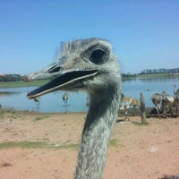 3/10/2012 tarihinde Carlos Eduardo S.ziyaretçi tarafından Pampas Safari'de çekilen fotoğraf