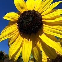 Photo taken at Boyle-Laclede Community Garden by Norris on 8/18/2012