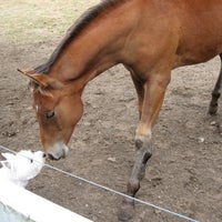 Photo taken at Bell Canyon Equestrian Center by Candle R. on 7/24/2012