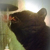 Photo taken at Manhattan Cat Specialists by Brad R. on 9/12/2012