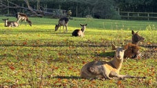 Deer Enclosure