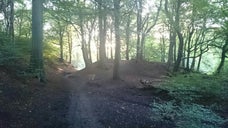 Prestwich Clough