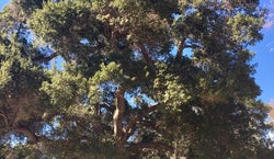 Peter Strauss Ranch