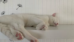 The Dancing Cat