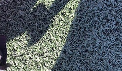 Dragons Stadium