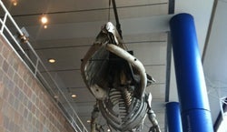 The Charleston Museum