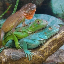 petco iguana