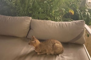 Bahia Principe Luxury Ambar