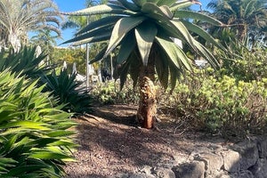 Lopesan Baobab Resort