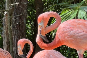 Occidental at Xcaret Destination - All Inclusive