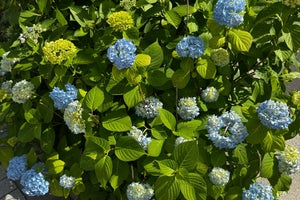 Millennium Mitsui Garden Hotel Tokyo (ミレニアム三井ガーデンホテル東京)