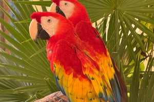 Occidental at Xcaret Destination - All Inclusive