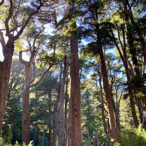 Parque Nacional Villarrica