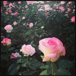 The 13 Best Places for Roses in Seoul