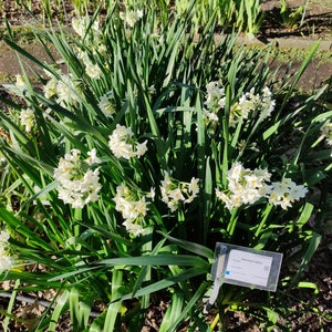Jardin botanique du Jardin public