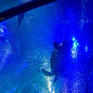 Sea Life Centre