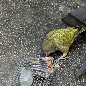 Kiwi Birdlife Park