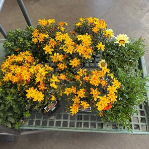 SummerWinds Nursery