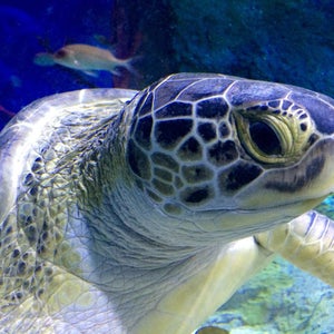 The 11 Best Places for Turtles in Orlando