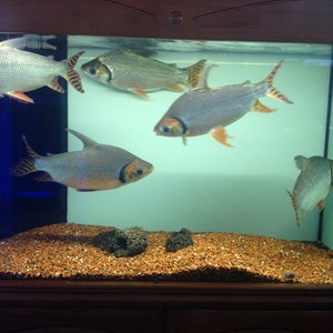 Lists Featuring Pretty Aquatic Pets