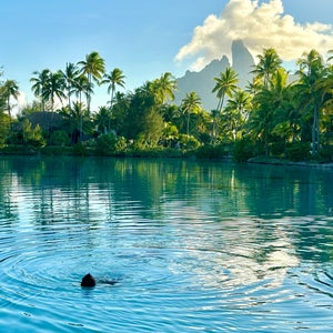 Bora Bora Lagoonarium
