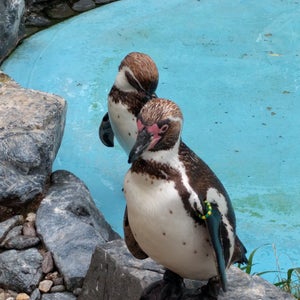 Kölner Zoo