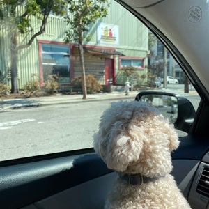 The 15 Best Pet Supplies Stores in San Francisco