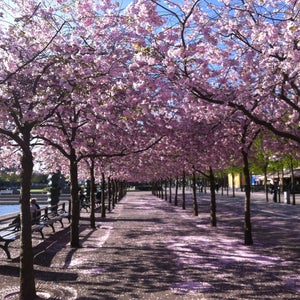 Kungsträdgården