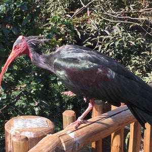 Johannesburg Zoo