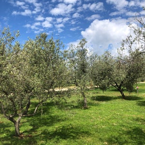 Chiavalon Olive Oil Farm