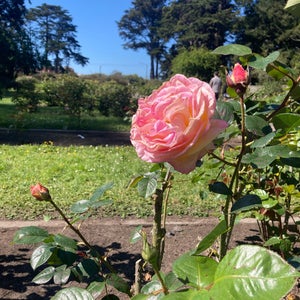 The 15 Best Places for Roses in San Francisco