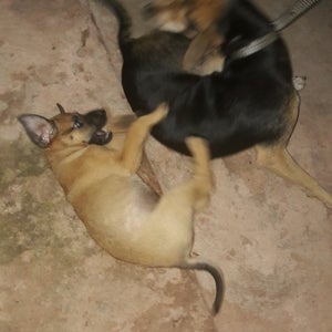 Sabor Lanche (Lanche Do Cid)