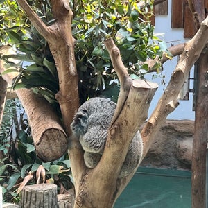 Hongshan Forest Zoo (红山森?????)