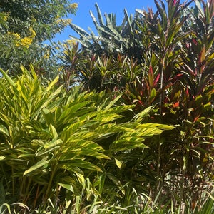 Bloemen Park