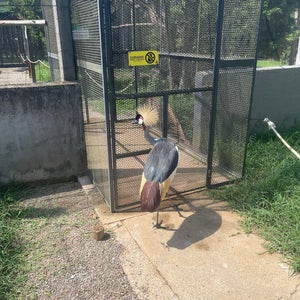 Zoo Das Aves