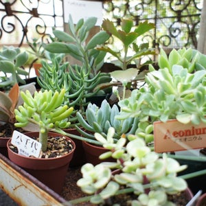 Lists Featuring Buriki No Zyoro