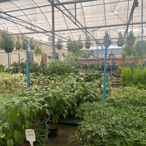 Pronta Flora