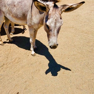Donkey Sanctuary Aruba