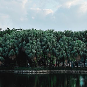 Liu Hua Park (流????)