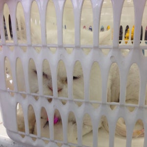 Muang Ake Central Veterinary Hospital & Pattaya