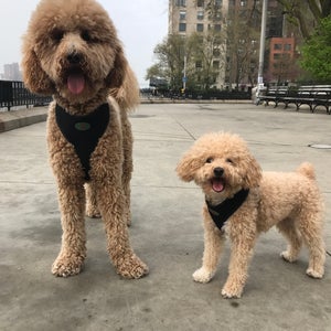 The 15 Best Dog Parks in New York City