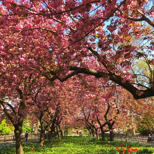 The 15 Best Places for Park in the Upper East Side, New York
