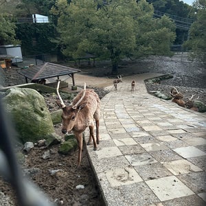 Mount Inasa Park (稲佐山???)