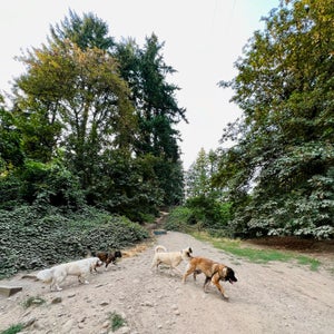 The 15 Best Dog Parks in Portland