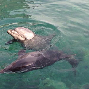 Dolphin Reef